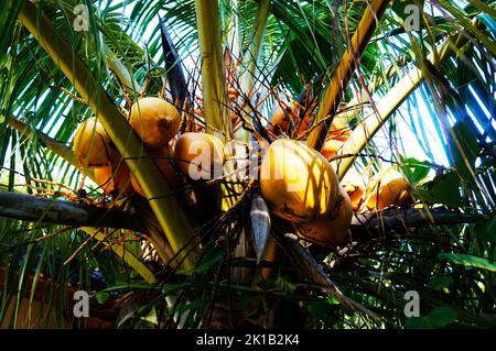 A closeup shot of Malayan Yellow Dwarf Coconuts hanging from the tree in the daylight Stock Photo