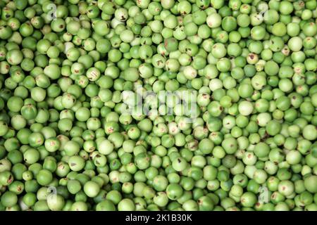 Green Wild Eggplant in market to sale. turkey berries background. Stock Photo