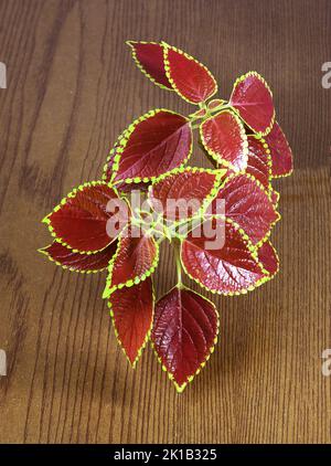 Coleus or Painted Nettles leaves onwooden background. Plectranthus scutellarioides, or Miana leaves or Coleus Scutellarioides, Coleus Blumei is herbs, Stock Photo