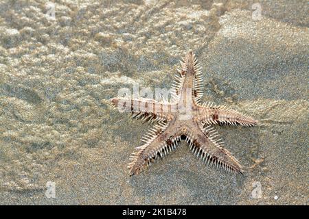 Spiny starfish (Marthasterias glacialis), starfish with a small central disc and five slender, tapering arms. Each arm has three longitudinal rows of Stock Photo