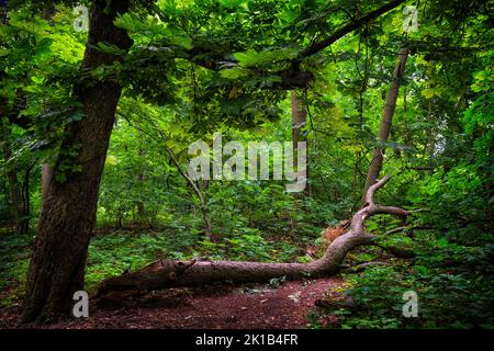 Deciduous forest beautiful scenery, double trunk tree with one fallen to the ground and vibrant green foliage. Temperate forest in the Masovia region Stock Photo