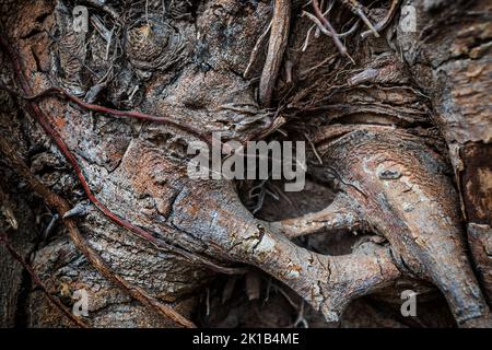 Alien looking monster in rooty tree trunk of Ficus elastica Roxb. also called the rubber fig or rubber tree, plant in the family Moraceae, native to S Stock Photo