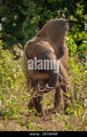 African bush elephant stands shaking off earth Stock Photo - Alamy
