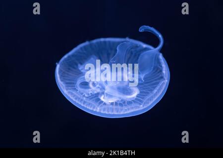 Moon jellyfish Aurelia spp. also called moon jelly or saucer jelly, family: Ulmaridae. Stock Photo