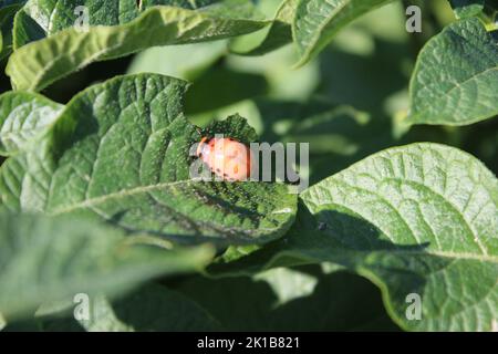 The Colorado potato beetle is a bright orange insect. Insects on the leaves of the potato tree. Foliage in the background. Daylight photo. Sunny day. Stock Photo