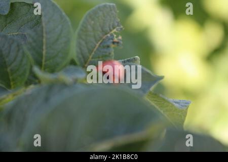 The Colorado potato beetle is a bright orange insect. Insects on the leaves of the potato tree. Foliage in the background. Daylight photo. Sunny day. Stock Photo