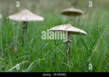 Parasol mushrooms provide an excellent meal. A low angle view of three fully open fungi in grassland showing details on stems, gills and parasols Stock Photo