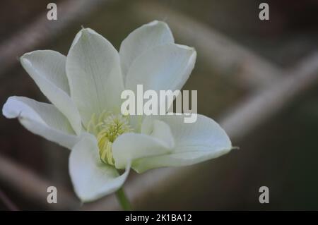 Clematis Guernsey Cream. Large flowered cream petals. Climbing plant summer flowering. Close up macro shot of large cream flowerhead. Stock Photo