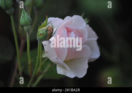 Sharifa Asma David Austin shurb rose. Pale pink old fashioned English rose. Macro shot or rose petals. Wedding flowers. Stock Photo