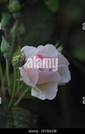 Sharifa Asma David Austin shurb rose. Pale pink old fashioned English rose. Macro shot or rose petals. Wedding flowers. Stock Photo