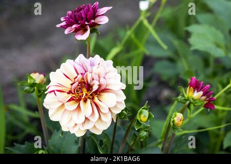 Purple dahlia flower grows and blooms in the garden in summer and with unopened buds Stock Photo