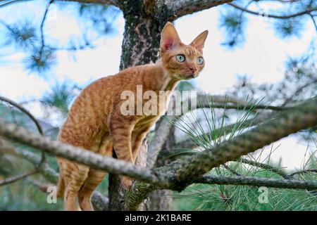 Serious ginger cat Devon rex on a tree attentively watching hunts Stock Photo