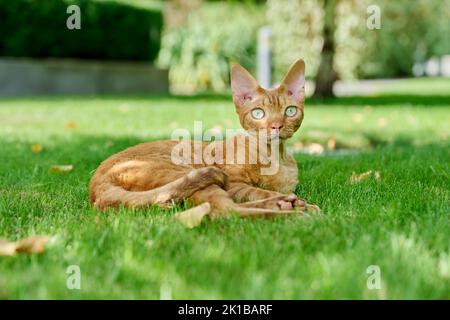 Red Devon Rex cat lying on the green grass Stock Photo