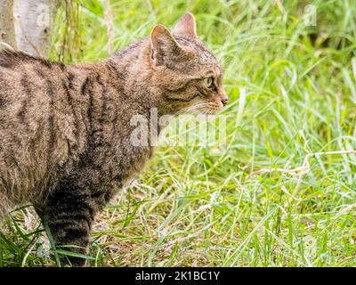 A captive Scottish wildcat - part of the breeding and reintroduction programme at the Aigas Centre in Scotland Stock Photo