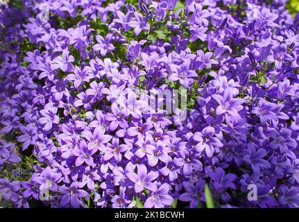 Purple flowers of Dalmatian bellflower or Adria bellflower or Wall bellflower (Campanula portenschlagiana) blooming on blurred background garden. lila Stock Photo