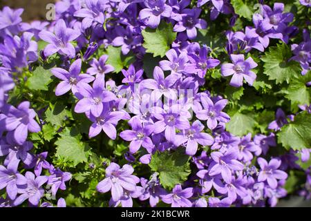 Purple flowers of Dalmatian bellflower or Adria bellflower or Wall bellflower (Campanula portenschlagiana) blooming on blurred background garden. lila Stock Photo