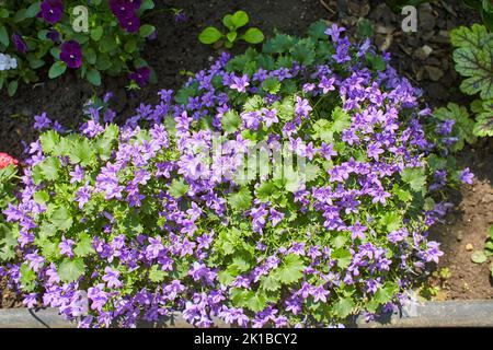 Purple flowers of Dalmatian bellflower or Adria bellflower or Wall bellflower (Campanula portenschlagiana) blooming on blurred background garden. lila Stock Photo