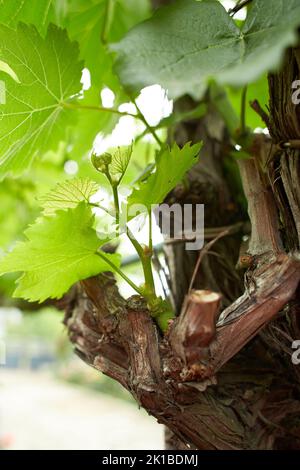 Young vine sprout with young unripe grapes Stock Photo - Alamy