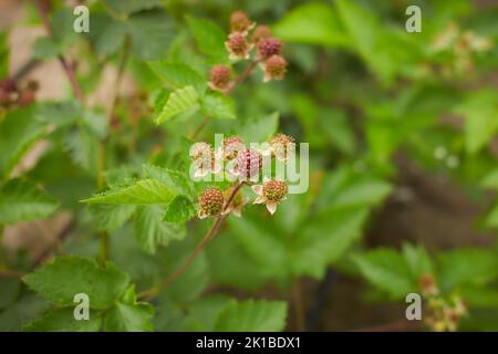 Blackberries on a green branch. Ripe blackberries. Delicious black berry growing on the bushes. Berry fruit drink. Juicy berry on a branch. Stock Photo
