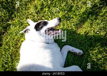 A cute smiling white Swiss Shepherd lying on the grass with half open legs Stock Photo