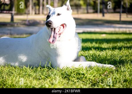 A cute white Swiss Shepherd with tongue out lying on the grass in a park Stock Photo