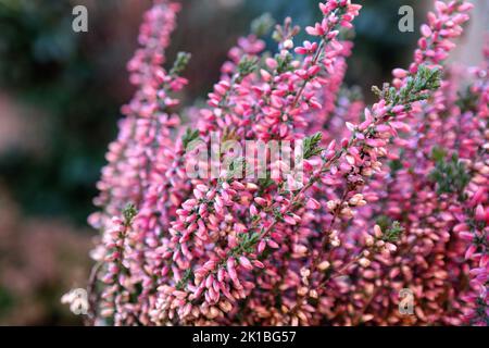 The twigs of a Calluna Heather Vulgaris Aphrodite, with pink flowers and green tops. A common flowering plant in the late season or fall.s Stock Photo