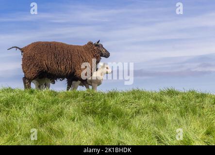 Black sheep and lamb on top of a dike in Friesland, Netherlands Stock Photo