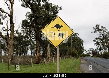 A yellow sign on the side of an Australian road warning traffic of native animals, pictured is a kangaroo, Koala and a wombat.  sign is in the centre Stock Photo