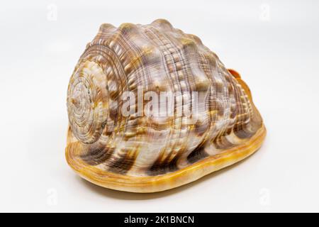 Shell of a red helmet snail on a white background, Cypraecassis rufa. Stock Photo