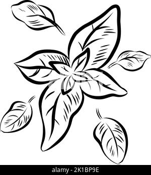 Hand drawn sketch style basil. Herbal engraved style illustration isolated on white background Stock Vector