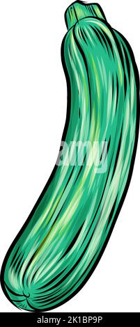 zucchini hand dranw isolated on white. vetcor illustration Stock Vector