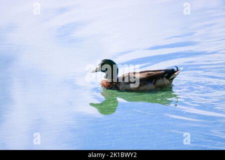 Mallard duck drake swims in the lake, the sky with clouds is reflected in the water. Stock Photo