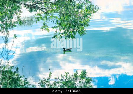 A serene summer landscape - a mallard duck swims in the lake, the sky with clouds is reflected in the water. Stock Photo