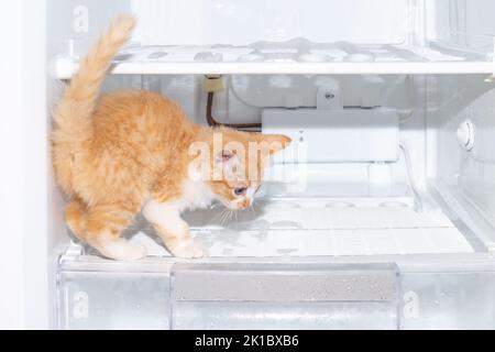 Ginger kitten on the shelf of the freezer. Defrosting the refrigerator, household chores. Stock Photo