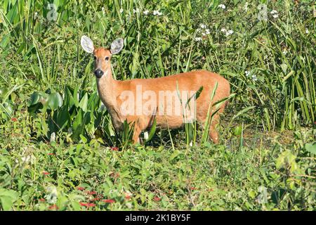 marsh deer, Blactocerus dichotomus, single adult female standing in vegetation, Pantanal, Brazil Stock Photo