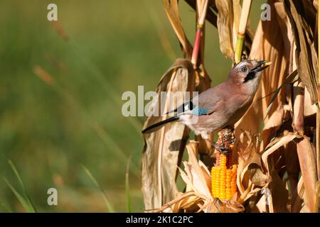 Eurasian jay (Garrulus glandarius) feeding on ripe maize corn cob, Allgaeu, Bavaria, Germany Stock Photo