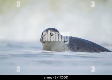 Common or harbor seal (Phoca vitulina) adult in the surf of the sea, Norfolk, England, United Kingdom Stock Photo