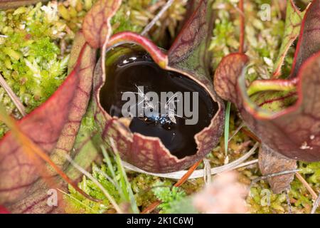 Various insects trapped and drowned inside a pitcher plant, a carnivorous plant, on a bog. Introduced non-native plants in the UK. Stock Photo