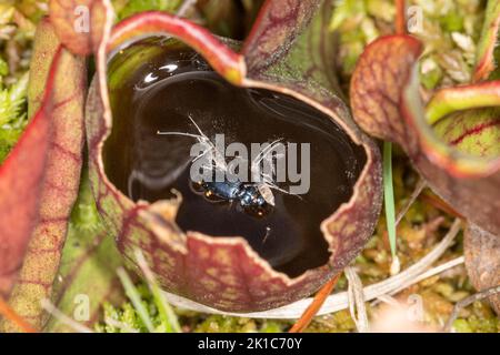 Various insects trapped and drowned inside a pitcher plant, a carnivorous plant, on a bog. Introduced non-native plants in the UK. Stock Photo