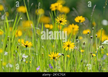 Meadow salsify (Tragopogon pratensis), inflorescences, Allgaeu Alps, Allgaeu, Bavaria, Germany Stock Photo