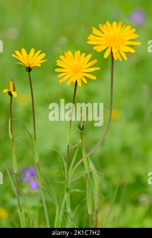 Meadow salsify (Tragopogon pratensis), inflorescences, Allgaeu Alps, Allgaeu, Bavaria, Germany Stock Photo
