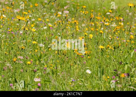 Mountain meadow with wildflowers, meadow salsify (Tragopogon pratensis), red clover (Trifolium pratense) and yarrows (Achillea) at flowering time Stock Photo