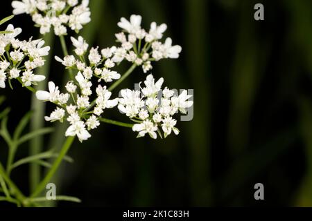 Flowers of true coriander (Coriandrum sativum), Berlin, Germany Stock Photo