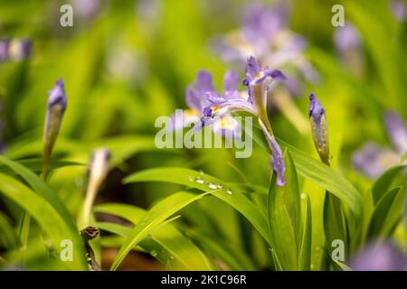 Side Angle of Blooming Crested Dwarf Iris in Great Smoky Mountains National Park Stock Photo