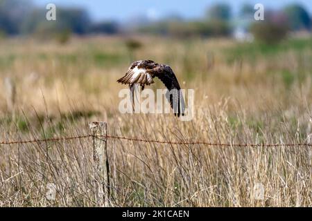 Young common buzzard in the Fieler Moor in Dithmarschen Stock Photo