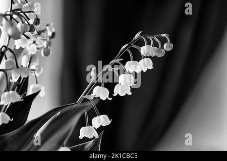 Lily of the valley (Convallaria majalis), close-up, black and white photo Stock Photo