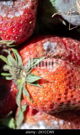 Strawberries with mold. Strawberry diseases and storage. Red ripe fruits  picked from the field. Rotten overripe fruit close-up Stock Photo - Alamy