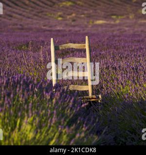 Lavender (Lavandula), Garden Plant, Aromatic, Wooden Chair, Seat, Flower, Flowers in a Field, Bedfordshire, UK Stock Photo