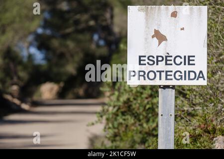 warning for the protection of the spur-thighed tortoise, Llucmajor, Mallorca, Balearic Islands, Spain. Stock Photo