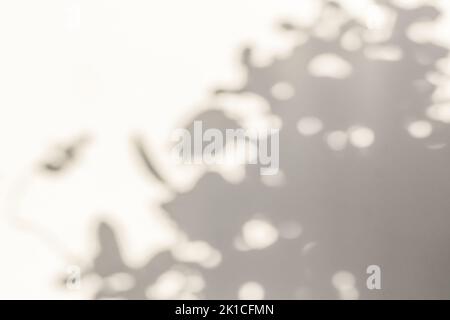 Abstract tree leaves shadow on light concrete wall Stock Photo
